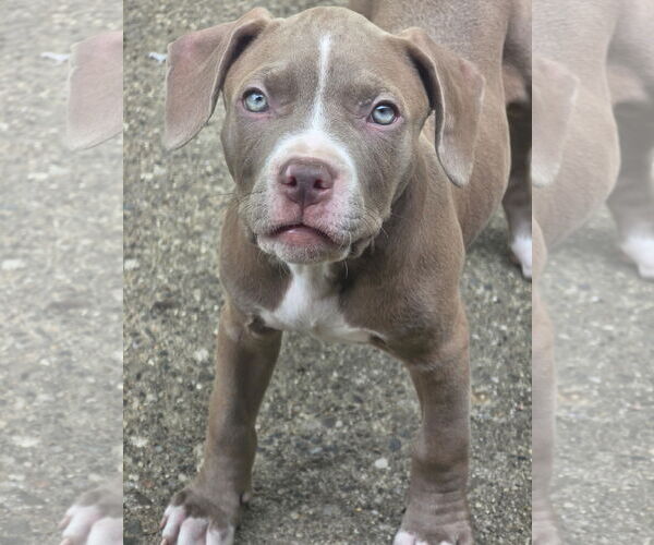Medium Photo #1 American Pit Bull Terrier-Unknown Mix Puppy For Sale in Clarkston, MI, USA