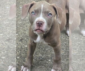American Pit Bull Terrier-Unknown Mix Dogs for adoption in Clarkston, MI, USA