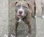 Small American Pit Bull Terrier Mix