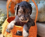 Small Doodle-Goldendoodle Mix