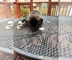 Puppy Puppy 2 Akita