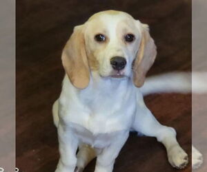 Basset Hound-Unknown Mix Dogs for adoption in Grafton, WI, USA