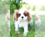 Small Photo #11 Cavalier King Charles Spaniel Puppy For Sale in WARSAW, IN, USA