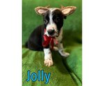 Small Photo #2 Border Collie Puppy For Sale in Paso Robles, CA, USA