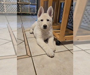 German Shepherd Dog Puppy for sale in KEWANNA, IN, USA
