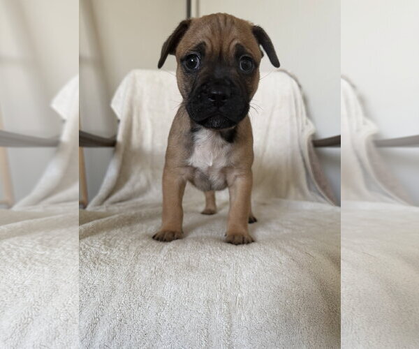 Medium Photo #1 French Bulldog Puppy For Sale in St. Louis Park, MN, USA
