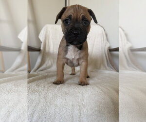 French Bulldog Dogs for adoption in St. Louis Park, MN, USA