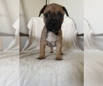 Small French Bulldog