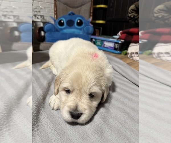 Medium Photo #11 Golden Pyrenees Puppy For Sale in ROSEMOUNT, MN, USA