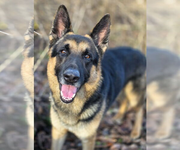 Medium Photo #1 German Shepherd Dog Puppy For Sale in Cuba, NY, USA