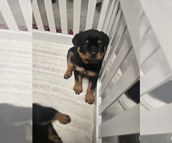 Medium Photo #1 Rottweiler Puppy For Sale in TAUNTON, MA, USA