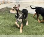 Small #3 Mutt