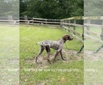 Small Photo #7 German Shorthaired Pointer Puppy For Sale in AIKEN, SC, USA