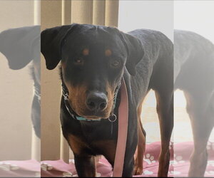 Rottweiler Dogs for adoption in Gilbert, AZ, USA