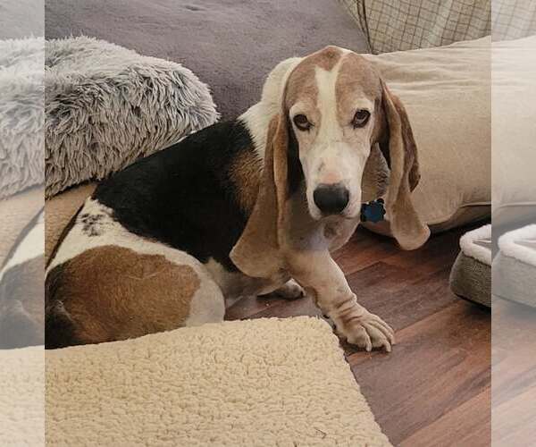 Medium Photo #8 Basset Hound Puppy For Sale in Las Vegas, NV, USA