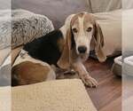 Small #7 Basset Hound