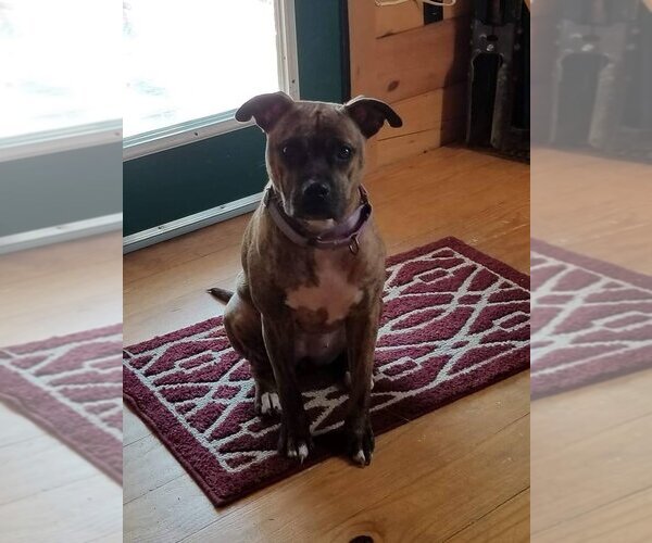 Medium Photo #4 Boxer-Unknown Mix Puppy For Sale in New York, NY, USA