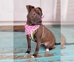 Small Photo #4 American Pit Bull Terrier Puppy For Sale in Clinton , MI, USA