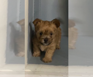 Shorkie Tzu Puppy for sale in GROVELAND, FL, USA