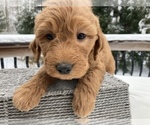 Small #1 Goldendoodle Mix