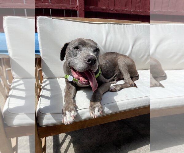Medium Photo #1 American Pit Bull Terrier Puppy For Sale in  Ramona, CA, USA