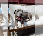 Small Photo #1 American Pit Bull Terrier Puppy For Sale in  Ramona, CA, USA