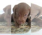 Small Photo #9 Labrador Retriever Puppy For Sale in KALAMAZOO, MI, USA