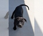 Puppy Pup 2 Lil Girl American Pit Bull Terrier