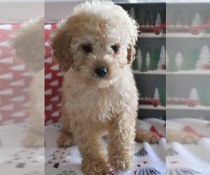 Cavapoo-Poodle (Miniature) Mix Puppy for sale in ATLANTA, GA, USA
