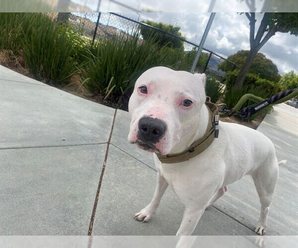 Medium Photo #2 American Pit Bull Terrier Puppy For Sale in Fremont, CA, USA
