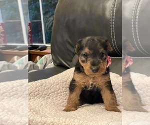 Welsh Terrier Puppy for Sale in BLUE RIDGE, Georgia USA