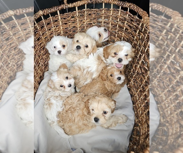 Medium Photo #5 Cavapoo Puppy For Sale in FAIR GROVE, MO, USA