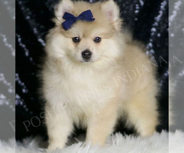 Medium Photo #4 Pomeranian Puppy For Sale in WARSAW, IN, USA