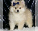 Small #3 Pomeranian