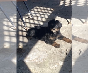 Aussiedoodle Puppy for sale in UPTON, KY, USA