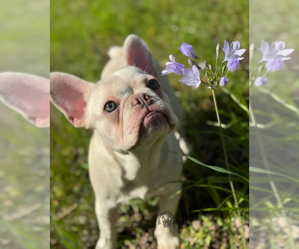 Medium Photo #1 French Bulldog Puppy For Sale in SACRAMENTO, CA, USA