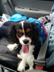 Cavalier King Charles Spaniel Puppy for sale in ELYRIA, OH, USA