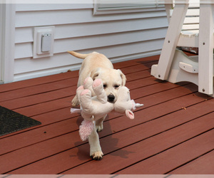 Labrador Retriever Puppy for sale in SYRACUSE, IN, USA