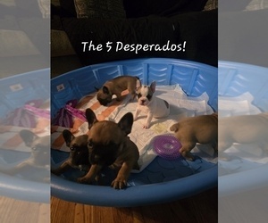 French Bulldog Litter for sale in EDISON, NJ, USA