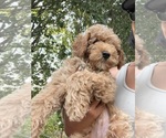 Small Poodle (Miniature)