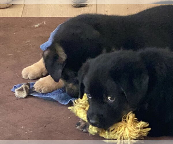 Medium Photo #8 German Shepherd Dog-Unknown Mix Puppy For Sale in West Sacramento, CA, USA