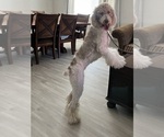 Small Photo #3 Poodle (Standard) Puppy For Sale in HESPERIA, CA, USA