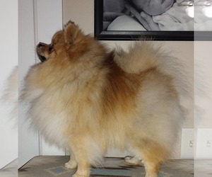 Father of the Pomeranian puppies born on 07/22/2025