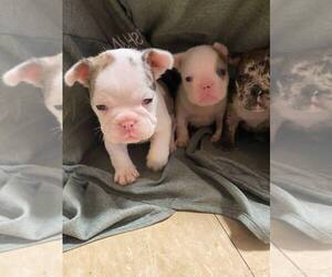 American Bully-French Bulldog Mix Puppy for sale in BRONX, NY, USA