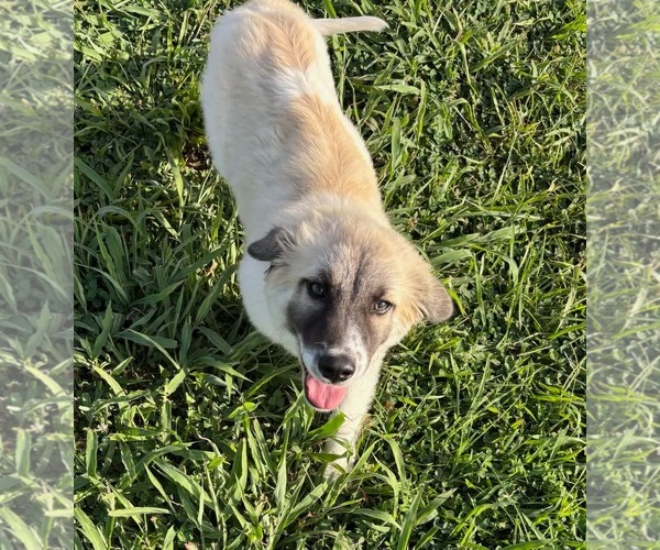 Medium Photo #2 Anatolian Shepherd-Unknown Mix Puppy For Sale in Stover, MO, USA