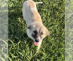 Small #1 Anatolian Shepherd Mix