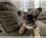 Small Photo #1 French Bulldog Puppy For Sale in LOGANVILLE, GA, USA