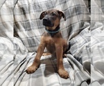 Small Photo #6 Belgian Malinois-Doberman Pinscher Mix Puppy For Sale in MILLBROOK, NY, USA