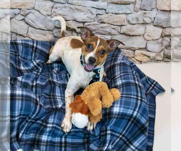 Medium Photo #6 Jack Russell Terrier-Unknown Mix Puppy For Sale in Kennesaw, GA, USA