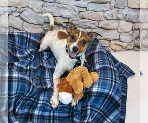 Samwise - Male Jack Russell Terrier-Unknown Mix Dog for Adoption - Photo #6